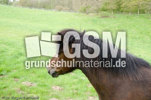 Reitpferde (7 von 11).jpg